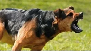 عقوبة السجن المؤبد لمُستخدم الكلاب في الاعتداءات تؤكد تشديد القانون على حماية المجتمع